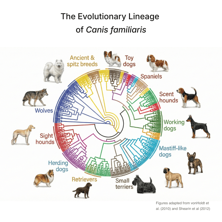 Canine evolutionary lineage illustration